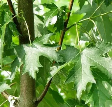Клен серебристый (Saccharinum) lutescens