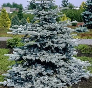 Ель колючая Super blue seedling