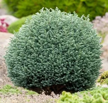 Кипарисовик горохоплодный Blue moon