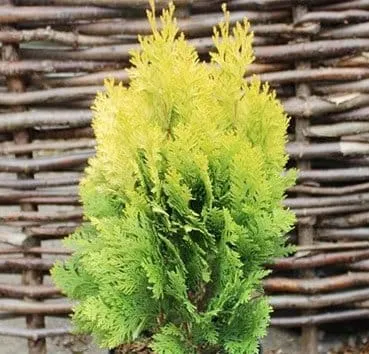 Кипарисовик лавсона Minima aurea