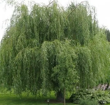 Ива белая Vitellina pendula
