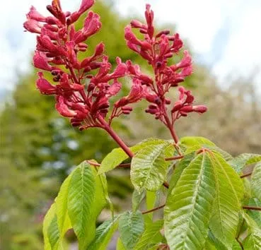 Каштан Pavia atrosanguinea