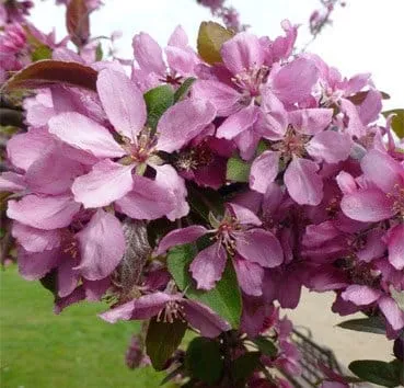 Яблоня Purpurea