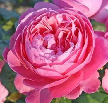 Classic shrub roses flora colonia