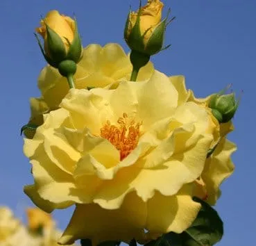 Classic shrub roses lichtkönigin lucia