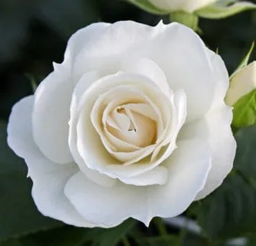 Classic shrub roses schneewittchen