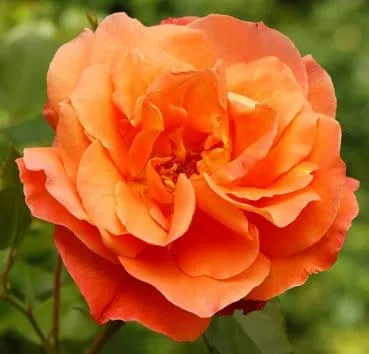 Classic shrub roses westerland