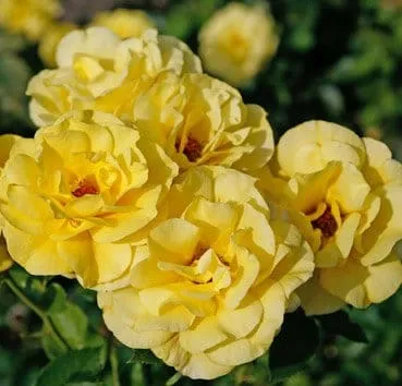 Floribunda friesia