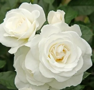 Floribunda baby schneewittchen