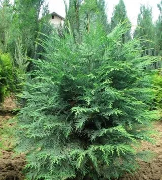 Кипарисовик лавсона Wisselii