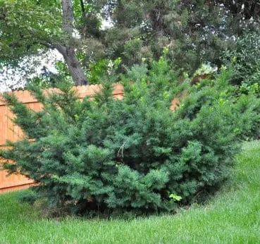 Тис средний Densiformis