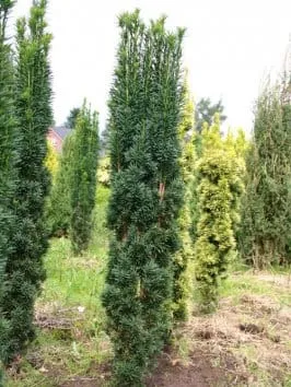Тис ягодный Fastigiata