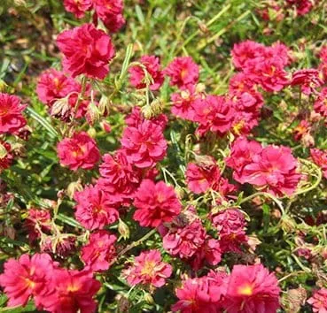 Солнцецвет гибридный Cerise queen