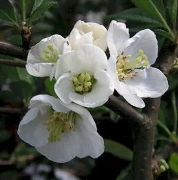 Айва японская Nivalis