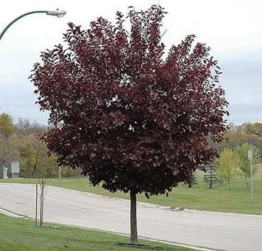 Черемуха виргинская Canada red