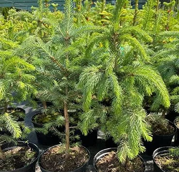 Ель колючая Glauca