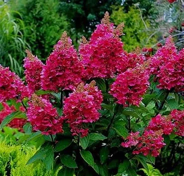 Гортензия метельчатая Wims red