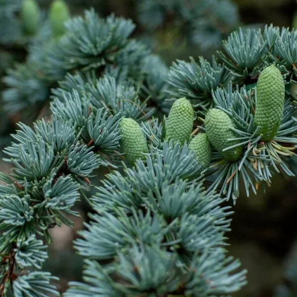 Кедр ливанский Atlantica glauca