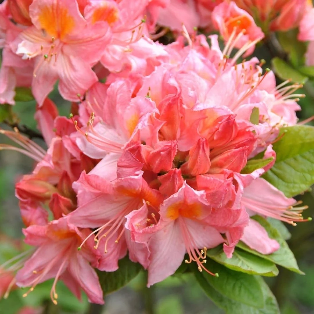 Азалия японская Pink delight