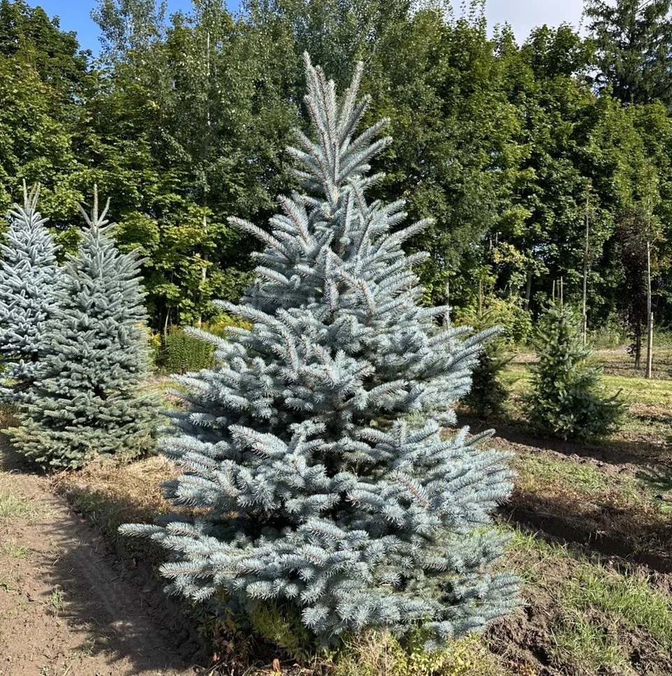 Ель колючая Bizon blue