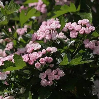 Боярышник морденский Toba