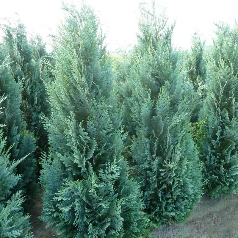 Кипарисовик лавсона Columnaris (колумнарис)