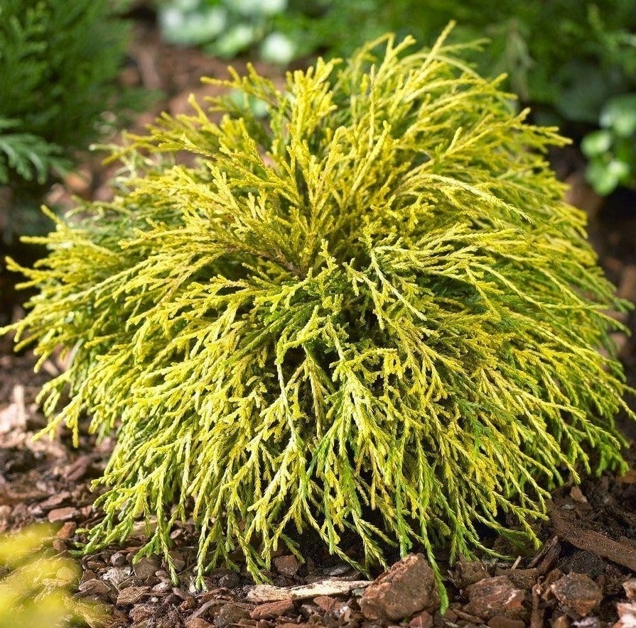 Кипарисовик горохоплодный Filifera aurea