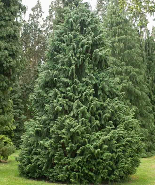 Кипарисовик нутканский Glauca