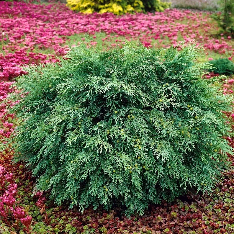 Кипарисовик лавсона Globosa