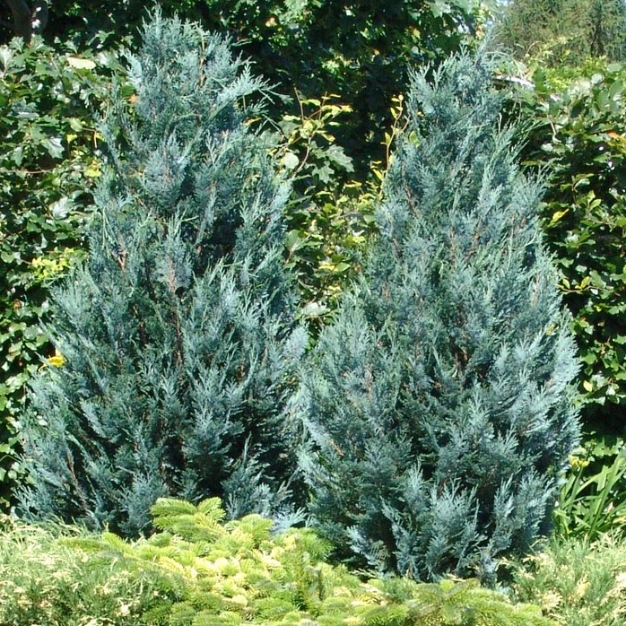 Кипарисовик лавсона Van pelts blue