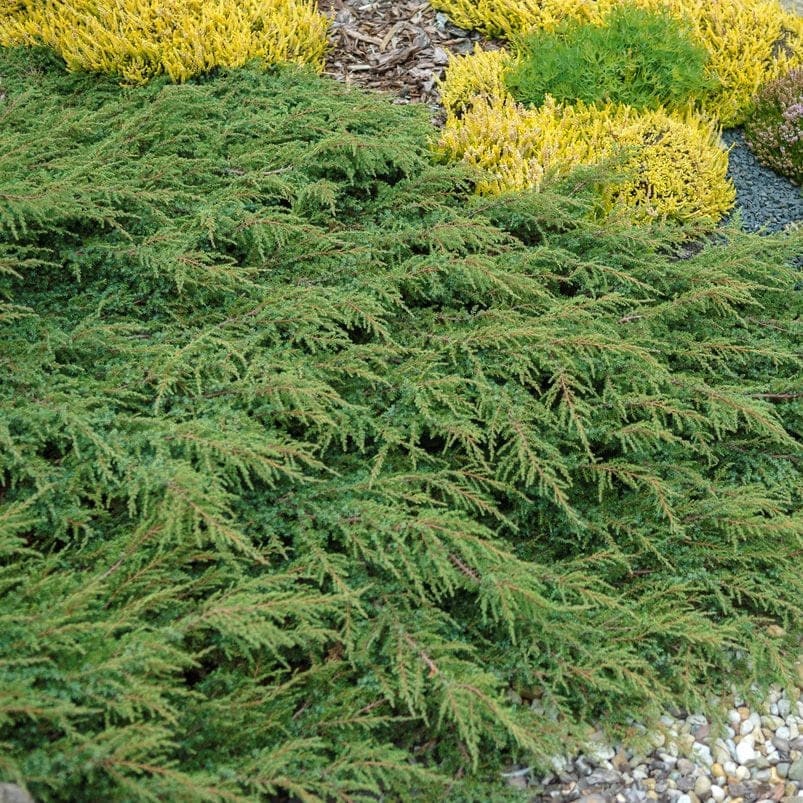 Можжевельник обыкновенный Green carpet