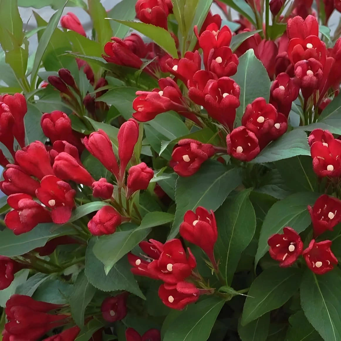 Вейгела Cherry love