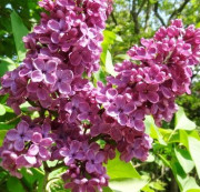 Как сохранить букет сирени?