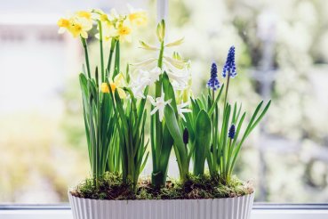 Цветы в кашпо