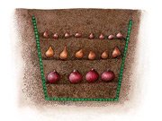 Посадка луковичных слоями.