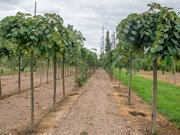 Вяз Camperdownii.