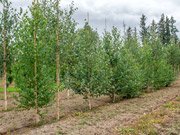 Береза Doorenbos.