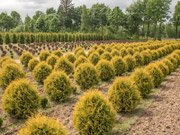 Хвойные растения в питомнике в Минском районе.