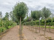 Umbraculifera в питомнике под Смолевичами.