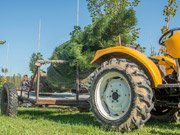 Саженцы с комом из питомника Красный клен.