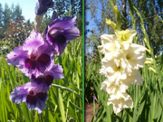 jellow_violet_gladiolus_s
