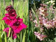 red_jellow_gladiolus_s