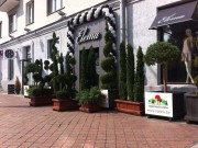 Топиарные растения украсили новый магазин "Элема"