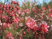 Выходные дни в питомнике Выходные дни в питомнике