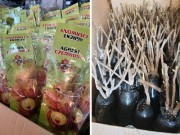 Если вы купили саженцы в упаковке с субстратом Если вы купили саженцы в упаковке с субстратом