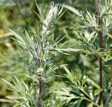 AgroAtlas - Сорные растения - Artemisia vulgaris L. - Полынь обыкновенная, чернобыльник.